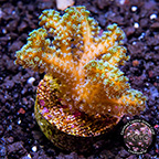 LiveAquaria® CCGC Aquacultured Orange Guttatus Birdsnest Coral LiveAquaria® CCGC Aquacultured Orange Guttatus Birdsnest Coral